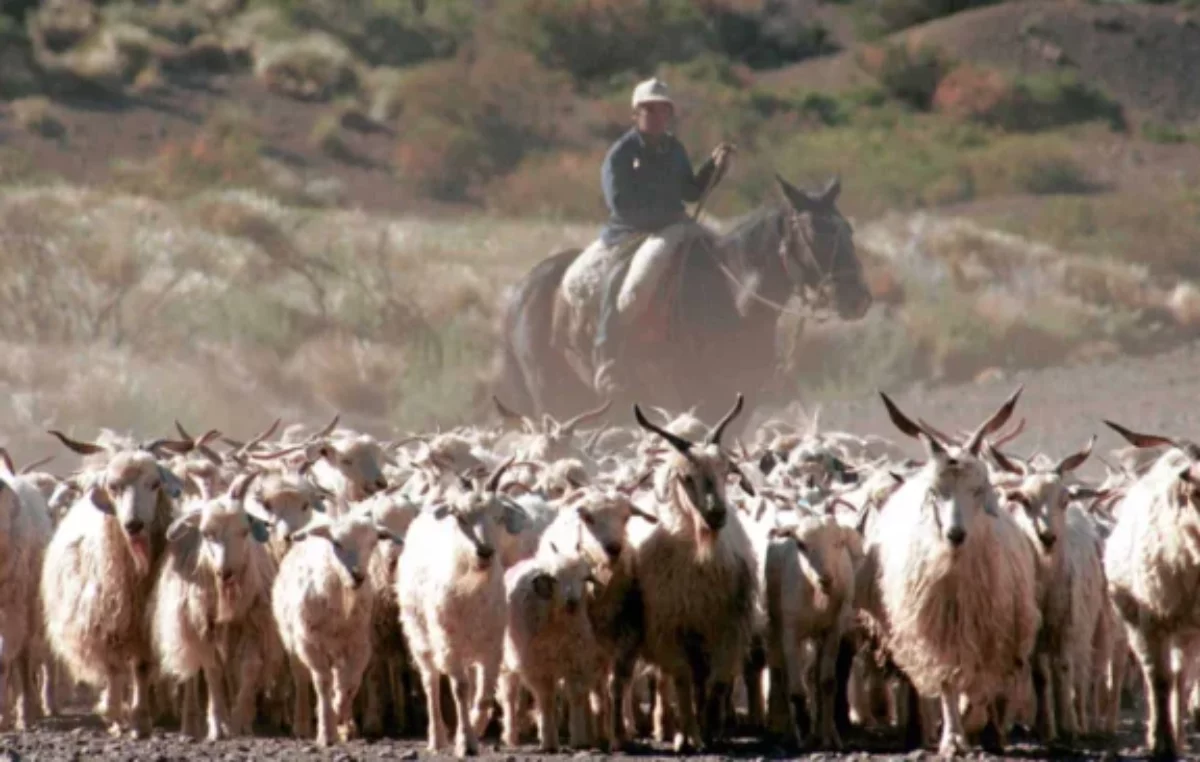 Cómo es la vida de los puesteros trashumantes malargüinos del Paso Pehuenche