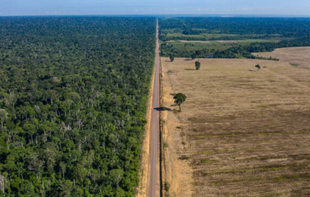 Inversión millonaria de Brasil para recuperar sus bosques