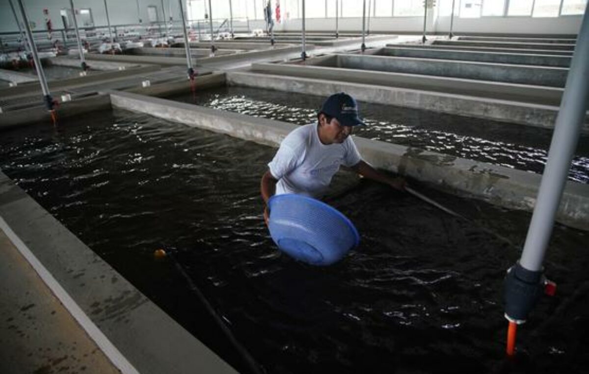 Empresa estatal boliviana producirá peces en el más moderno complejo piscícola de la región