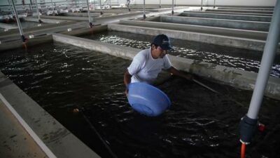 Empresa estatal boliviana producirá peces en el más moderno complejo piscícola de la región