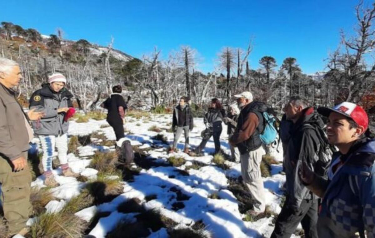 Plantarán 3.500 araucarias en Neuquén para luchar contra la crisis climática