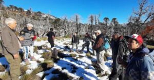 Plantarán 3.500 araucarias en Neuquén para luchar contra la crisis climática