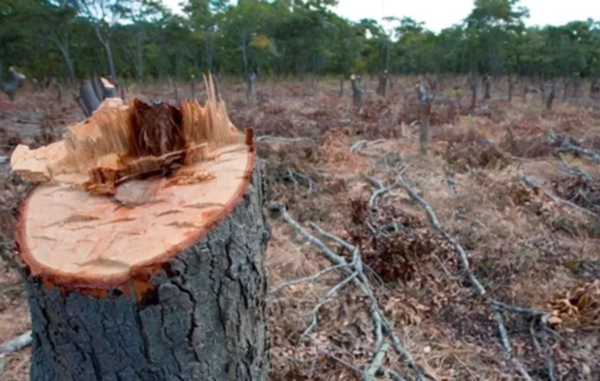 Córdoba y Alemania abordan desafíos de la UE: Comercio sin deforestación