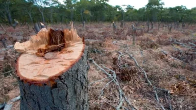 Córdoba y Alemania abordan desafíos de la UE: Comercio sin deforestación