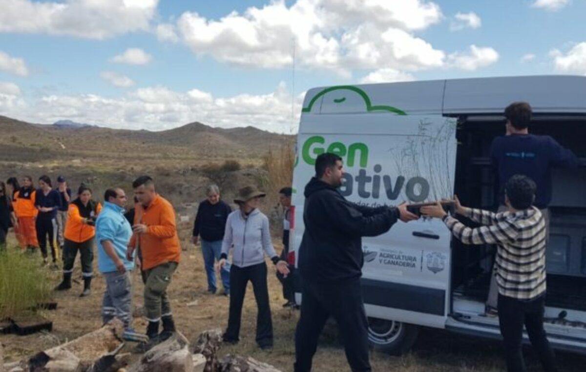 Córdoba: Entregaron 21.000 algarrobos para ayudar en la remediación de zonas afectadas por incendios