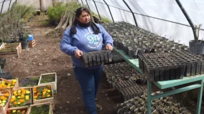 Zapala: Clara, empleada municipal, siembra piñones para ayudar a la naturaleza cordillerana