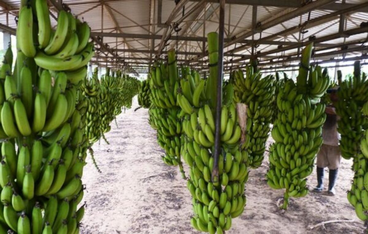 Se relevaron más de 3 mil hectáreas productoras de fruta tropical en Salta