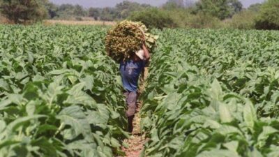 Por una medida del gobierno nacional, tabacaleros salteños recuperan ganancias en un 25%