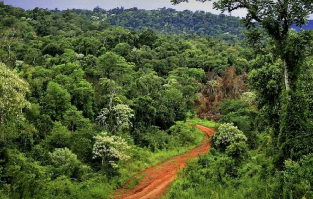 Un informe reveló que Argentina perdió más de 212 mil hectáreas de bosques en 2022 y destacó la conservación de la selva misionera