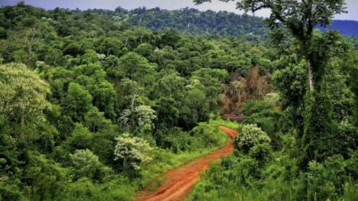 Un informe reveló que Argentina perdió más de 212 mil hectáreas de bosques en 2022 y destacó la conservación de la selva misionera