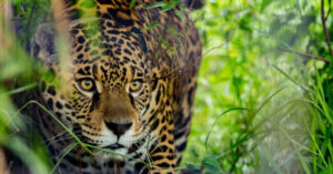 La destrucción de su hábitat empuja al yaguareté hacia la extinción