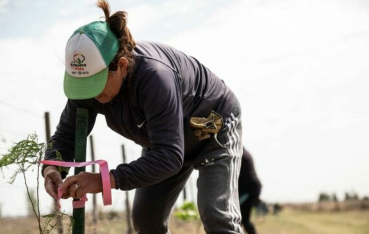 Industria forestal: el 60% de la producción maderera se destina a la obra pública