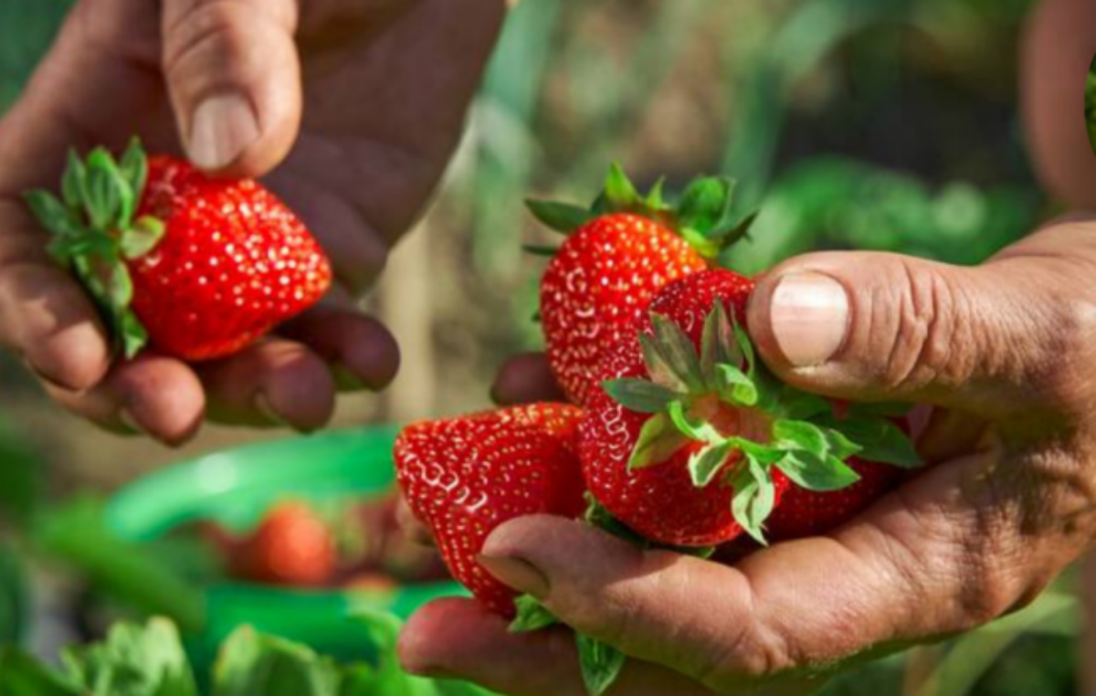 Coronda: en los últimos 10 años se pasó de producir 700 hectáreas de frutilla a 300