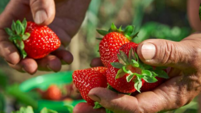 Coronda: en los últimos 10 años se pasó de producir 700 hectáreas de frutilla a 300