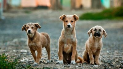 Una ciudad italiana imita a Funes y reduce impuestos a quienes adopten animales abandonados