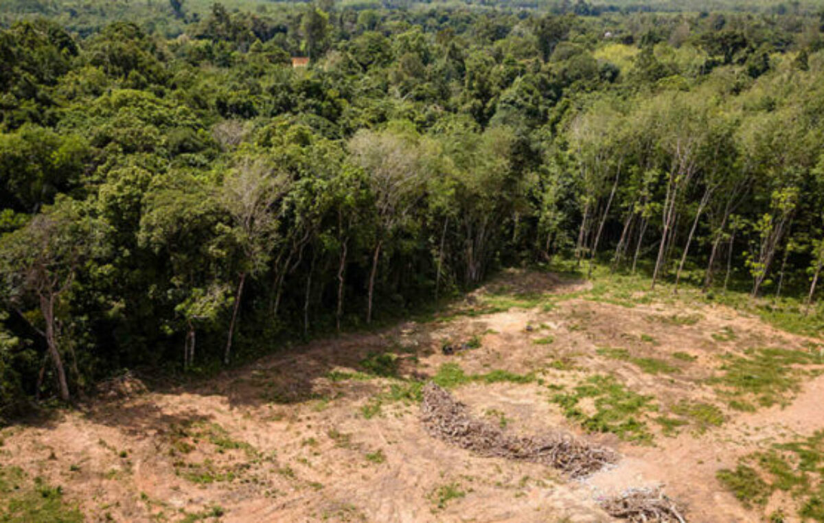 La deforestación de la Amazonia brasileña se redujo un 50% en 2023