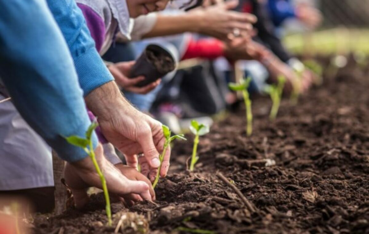 Además de tierra y agua buscan privatizar las semillas: otro atentado a la soberanía alimentaria