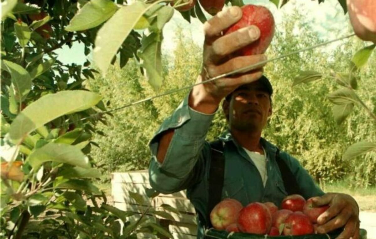 Centenario: la manzana que no se exporta llega a los comedores en crisis