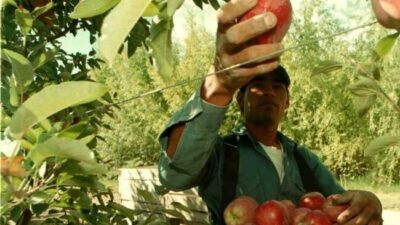 Centenario: la manzana que no se exporta llega a los comedores en crisis