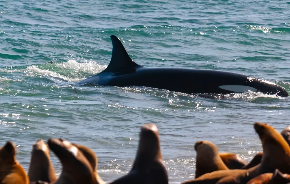 Temporada de orcas en península valdés: llega el momento para verlas desde la costa