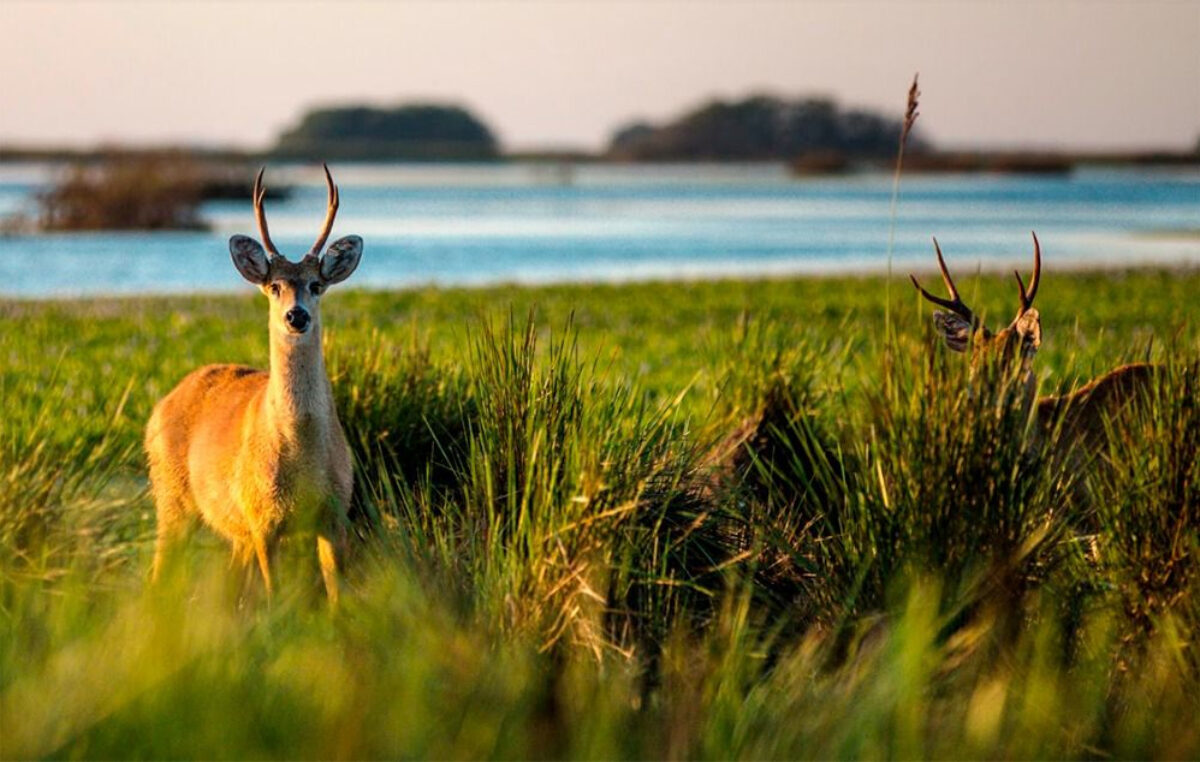 Un recorrido asombroso a una isla perdida del Norte argentino con selva, playas y lagunas