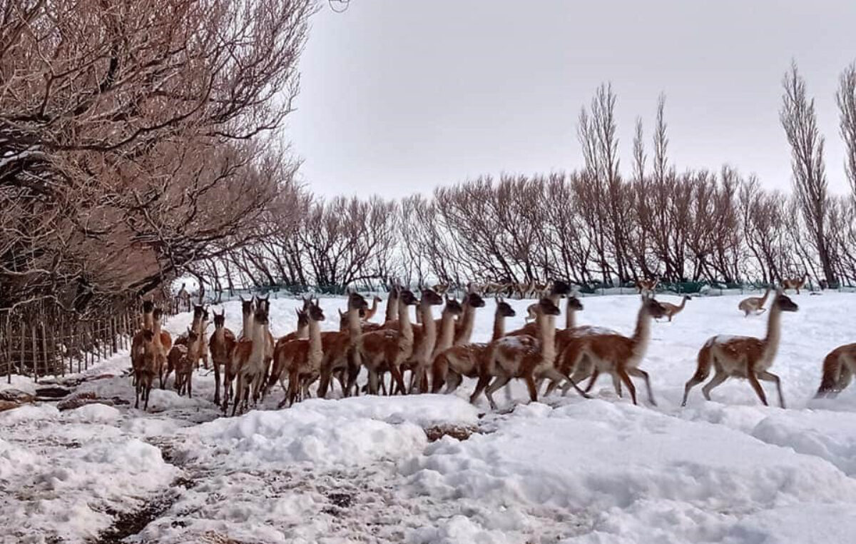 Invierno en Patagonia y la resiliencia de la fauna