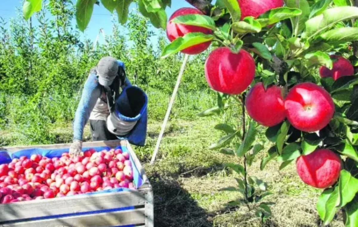 En diez años se perdieron 10.991 hectáreas de frutales en el Valle de Río Negro y Neuquén