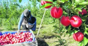 En diez años se perdieron 10.991 hectáreas de frutales en el Valle de Río Negro y Neuquén