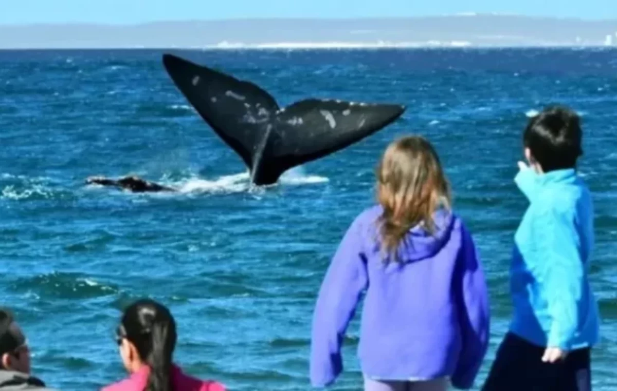 Por 19º año consecutivo Madryn mantiene el programa “Los chicos reciben a las ballenas”