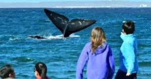 Por 19º año consecutivo Madryn mantiene el programa “Los chicos reciben a las ballenas”