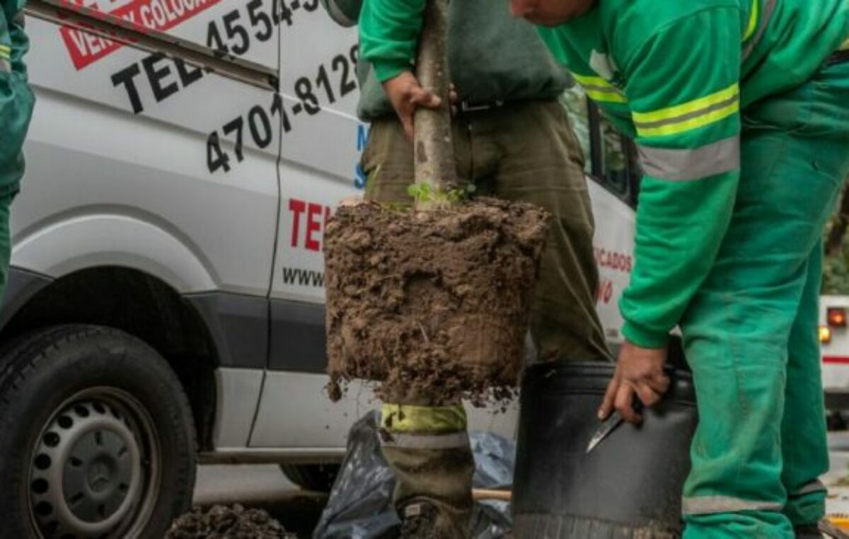 Arrancó el plan de reforestación en CABA: cuántos nuevos árboles se plantarán