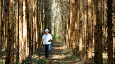 Brasil: El sector forestal enfrenta una creciente dificultad en la región: la escasez de mano de obra calificada