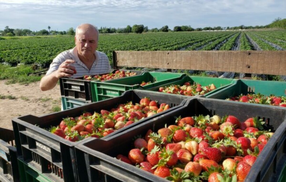 Las quintas de frutillas de Coronda producirán este año entre 40 y 50 hectáreas menos