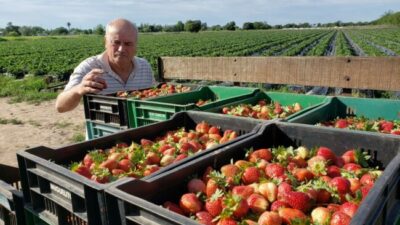 Las quintas de frutillas de Coronda producirán este año entre 40 y 50 hectáreas menos