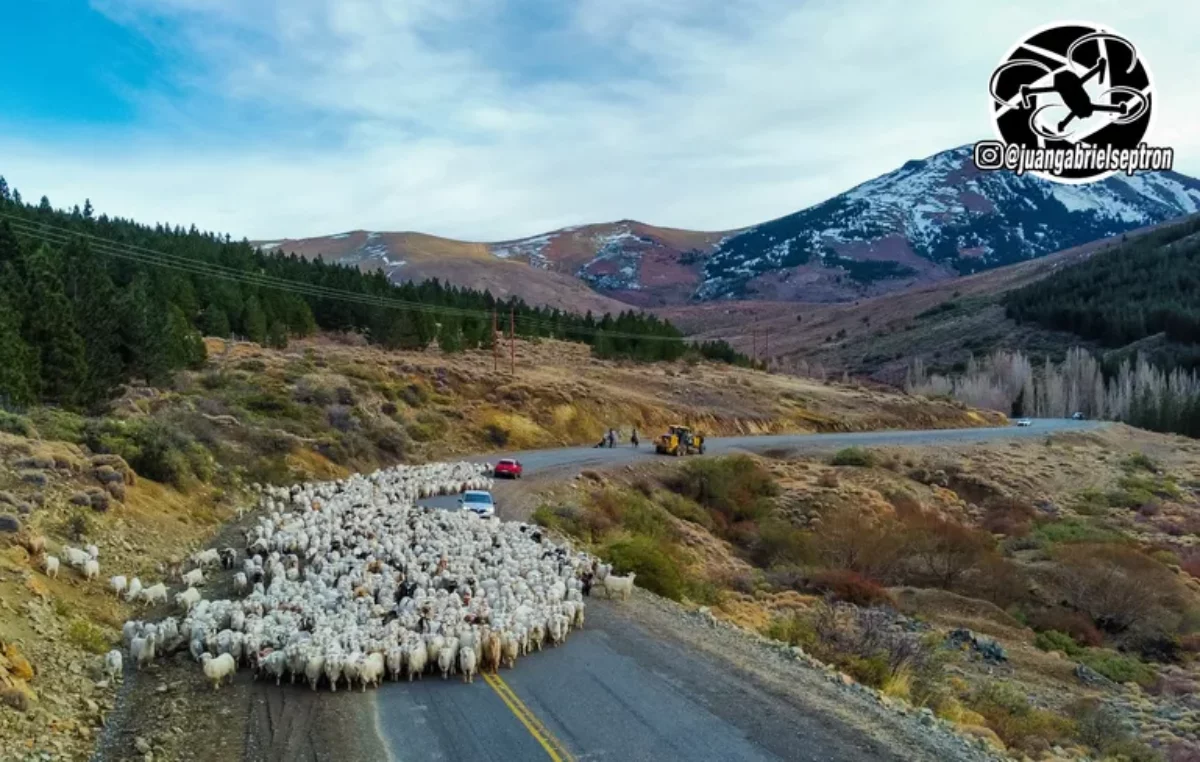 Imperdible: el último arreo del norte neuquino visto desde el aire