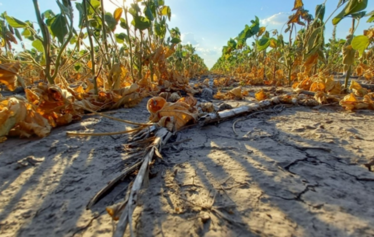 El desafío de combatir la desertificación en la Argentina: «Las legislaciones sobre el tema tienen que ser un documento vivo»