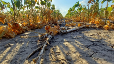 El desafío de combatir la desertificación en la Argentina: «Las legislaciones sobre el tema tienen que ser un documento vivo»