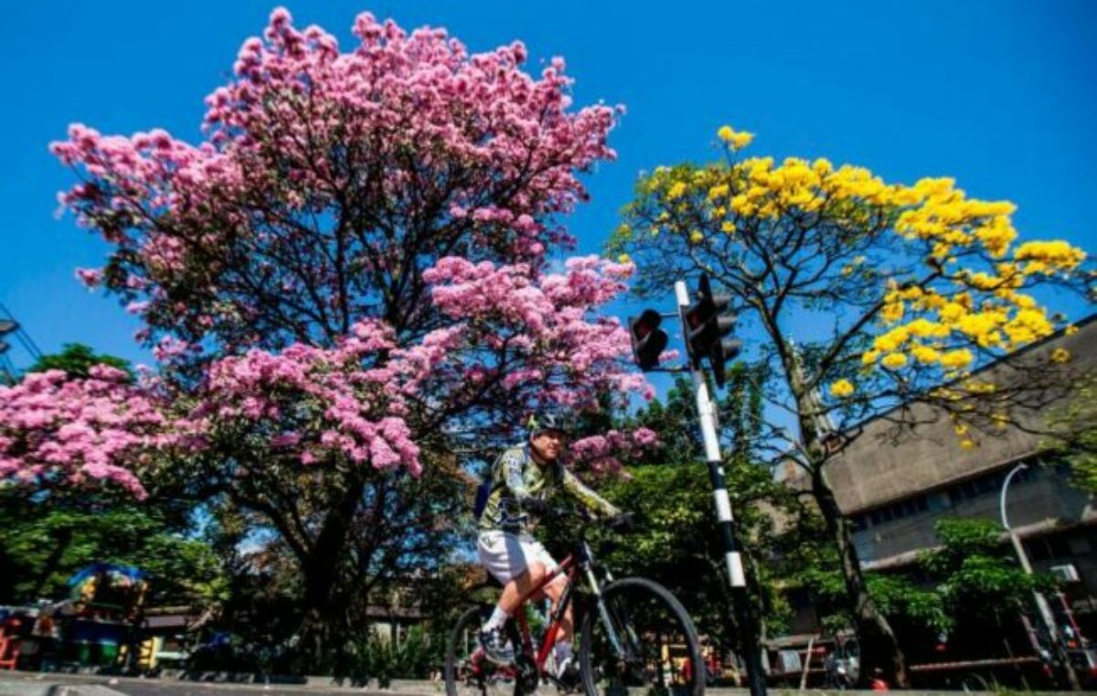 Los árboles y su impacto ambiental en la ciudad