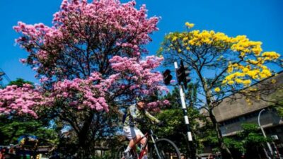 Los árboles y su impacto ambiental en la ciudad