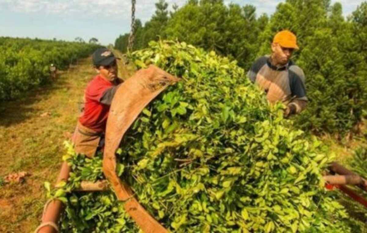 Informe de CONINAGRO advierte sobre la compleja situación de la yerba mate: por primera vez en más de 5 años, está en rojo en el semáforo de economías regionales