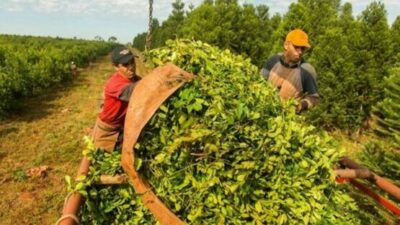 Informe de CONINAGRO advierte sobre la compleja situación de la yerba mate: por primera vez en más de 5 años, está en rojo en el semáforo de economías regionales