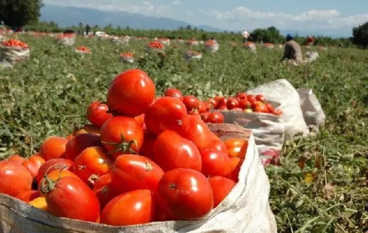 Mendoza: ajuste e improvisación de un Gobierno que carece de un programa de desarrollo rural