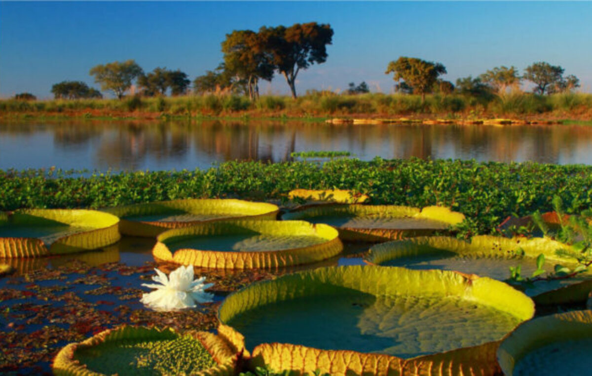 Alertan sobre proyecto de ley entrerriana que habilita vender 190 mil hectáreas del Delta del Paraná