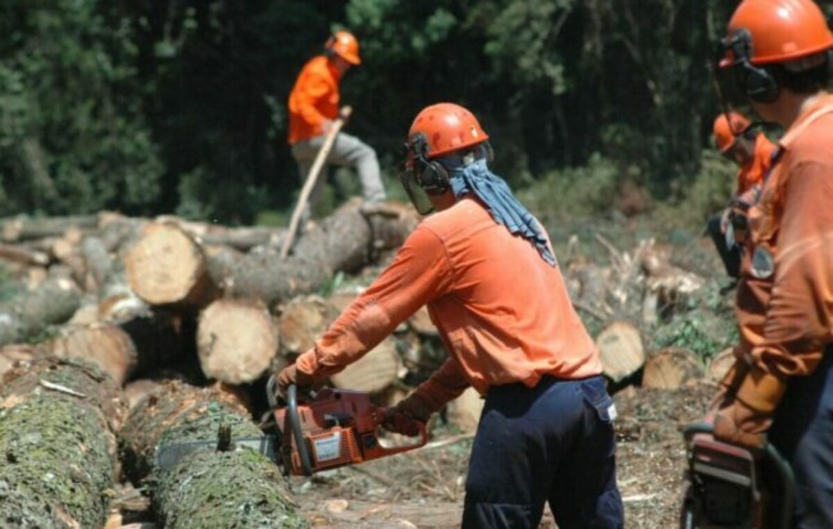 Inédita investigación sobre los factores psicosociales del riesgo laboral en la actividad del peón y operario forestal