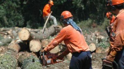 Inédita investigación sobre los factores psicosociales del riesgo laboral en la actividad del peón y operario forestal