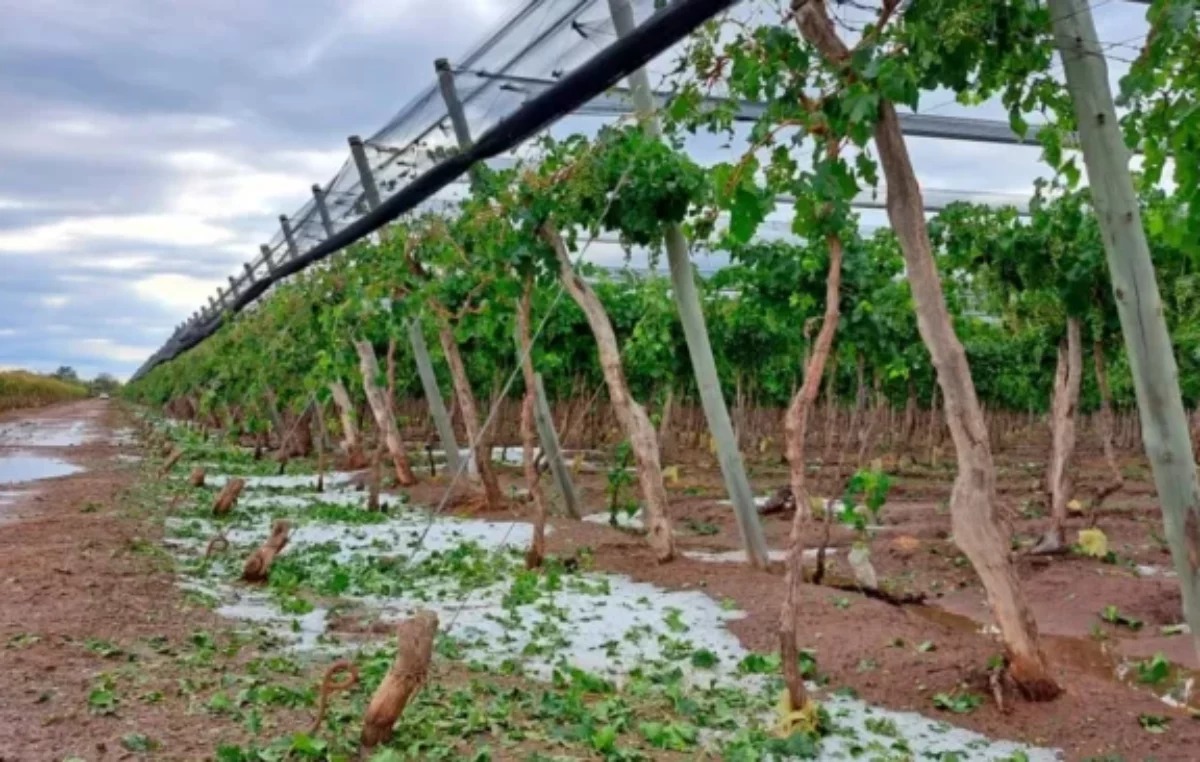 El intendente de San Carlos analiza un proyecto de drones antigranizo como alternativa para el Valle de Uco