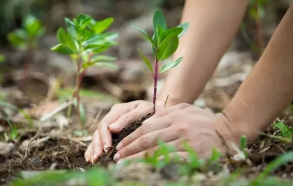 Acción climática: doce proyectos de jóvenes rosarinos serán financiados por la Municipalidad y Bloomberg