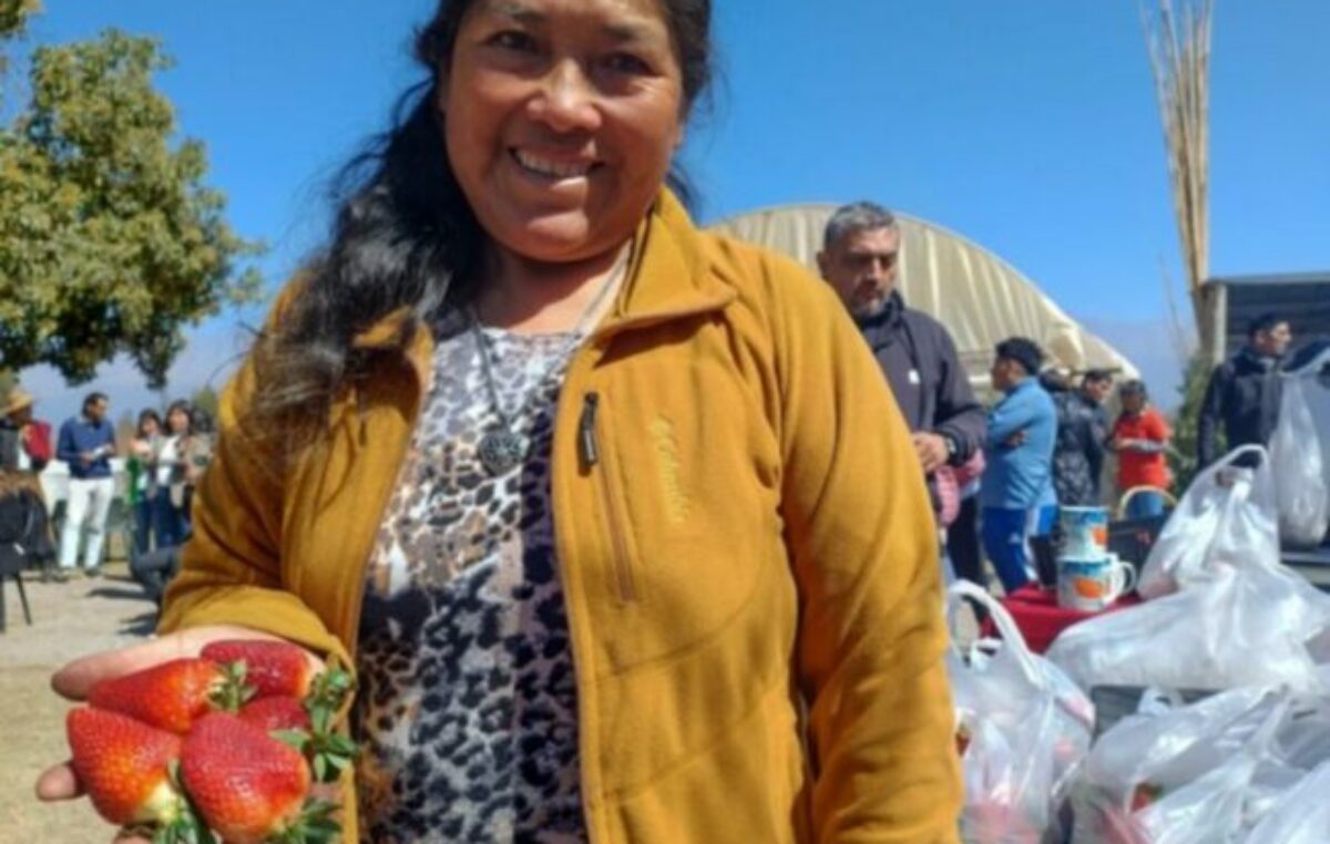 Rosario de Lerma: Pequeños productores de frutilla, ejemplo de esfuerzo