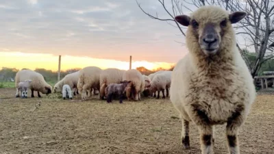 El Gobierno eliminó el fideicomiso de la Ley Ovina, el impacto para la Patagonia