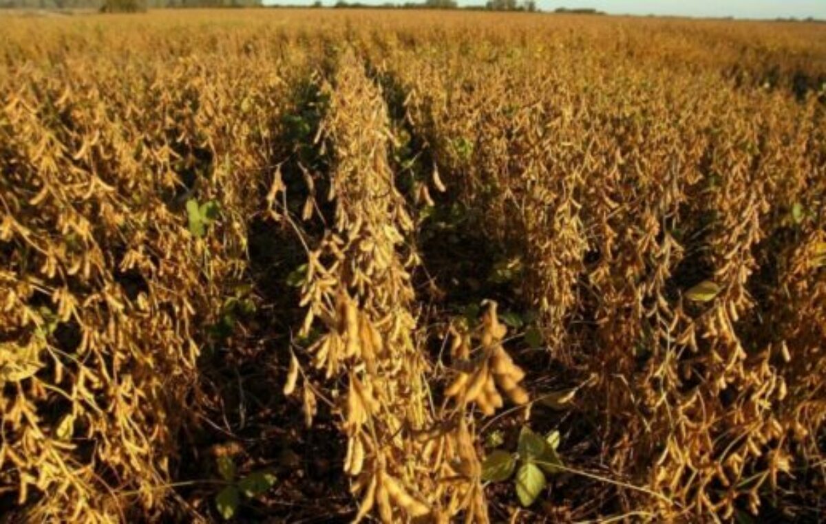 Biocombustibles: está en el Congreso un proyecto de ley de seis provincias